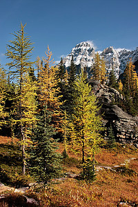 加拿大约霍国家公园Huber山和Opabin高原荒野公园天空反射森林风景树木冰川松树国家图片