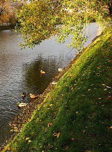 俄罗斯莫斯科Novodevichy公园池塘中的鸭子图片