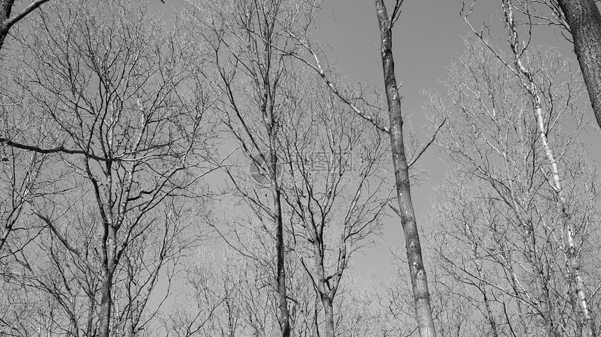 冬季从下面看的森林树冠木头季节植被天篷荒野日光生长环境黑与白栖息地图片
