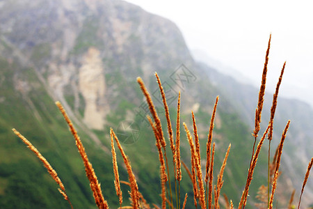 高山植物在草原上生长的黄草耳朵乡村黄色森林植物场景高山土地草地树叶天气背景