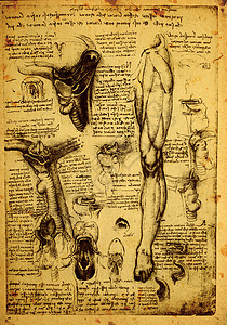 解解剖学插图科学教育科学家历史男人学习生物学草图生理图片