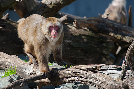 马卡克雪猴子的动物灵长类野生动物哺乳动物公园头发荒野毛皮石头栖息地图片