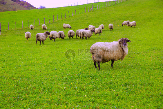 在纳瓦拉草原放牧的俾里牛斯人中 Latxa羊在草地上放牧动物羊肉食物爬坡哺乳动物环境森林植物母羊季节图片