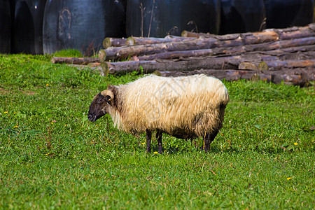 在纳瓦拉草原放牧的俾里牛斯人中 Latxa羊在草地上放牧哺乳动物母羊羊肉羊毛环境爬坡农场牧场植物场景图片
