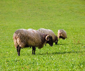 在纳瓦拉草原放牧的俾里牛斯人中 Latxa羊在草地上放牧森林动物羊毛环境家畜哺乳动物团体农场场景爬坡图片