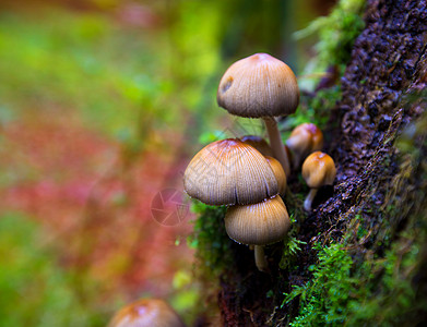 的一棵小树树干中的Psilocybe蘑菇水分丛林公园植被树木菌类山毛榉国家季节苔藓图片