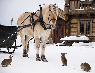 马和兔子生活朋友们小屋动物牧歌农场雪橇农家院乡村农村图片