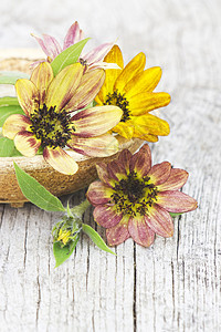 旧木制背景的向日葵希腊母亲装饰黄色植物学礼物照片环境香味植物卡片图片