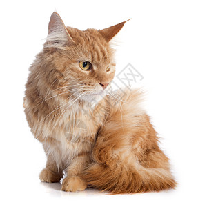 猫男性棕色宠物动物工作室图片
