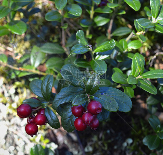 红牛油莓快关门了季节苔藓荒野草本植物森林水果食物生态甜点木头图片