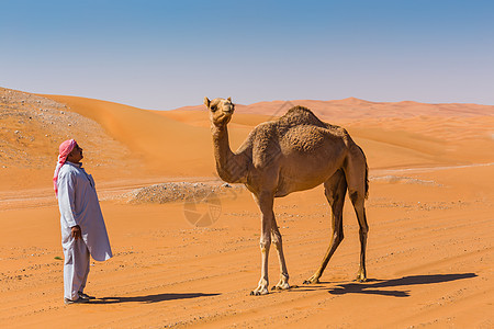 带骆驼的沙漠景观动物群旅游大篷车荒野地伦动物野生动物哺乳动物运输夫妻图片