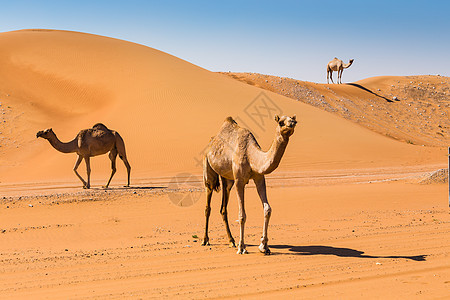 带骆驼的沙漠景观旅行哺乳动物动物群野生动物动物旅游大篷车夫妻地伦运输图片
