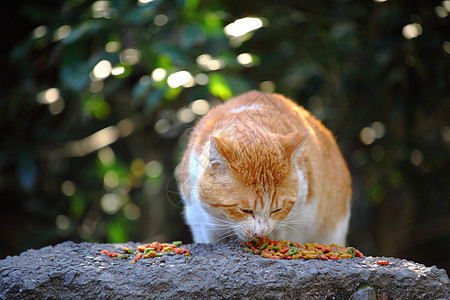 街头猫喂养图片