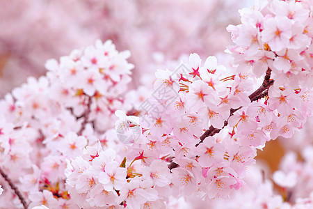 粉红色的樱花白色季节粉色蓝色花瓣园艺花朵植物天空花园图片