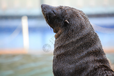 海狮狮子毛皮海豹荒野婴儿海洋动物野生动物哺乳动物棕色图片