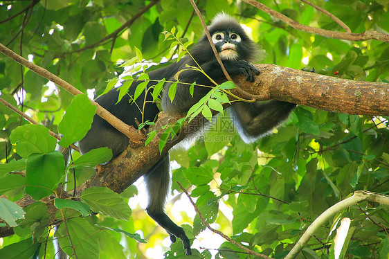 坐在一棵树旁的光辉朗古尔翁钟国家海军陆战队丁字裤哺乳动物叶猴荒野丛林海洋森林公园灵长类动物图片