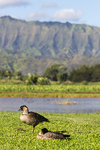 在Kauai的Hanalei山谷芋头农业农场鸭子热带植被旅行叶子树叶生长图片