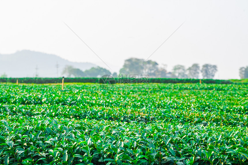 泰国清莱的茶叶种植农场田园风光活力旅游草地叶子森林茶树地平线图片