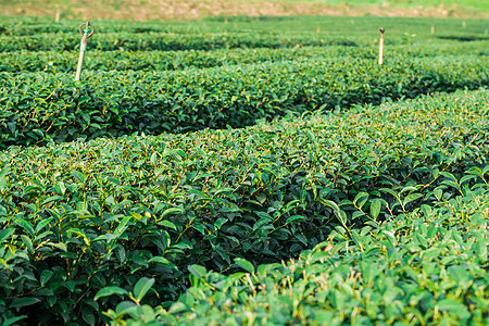 美丽新绿色茶叶种植园红茶目的地叶子农场地方植物旅游树木梯田灌溉图片