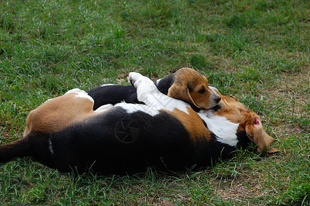 Beagle 小比格尔植物花朵小狗猎犬花园哺乳动物宠物椅子植物群图片