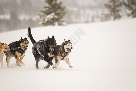 奔跑的雪橇狗背景图片