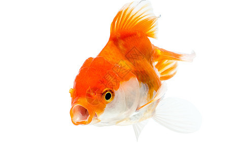 金鱼 白鱼的孤立尾鳍动物运动游泳尾巴宠物影棚商业白色橙子图片
