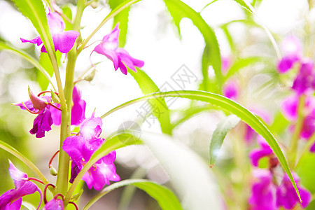 带有花子背景背景的花阳光收成美食绿色生长紫色农业叶子花园植物图片