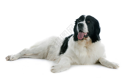 陆地寻猎犬地主白色黑色工作室宠物犬类动物图片