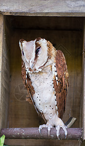 一只猫头鹰的尾巴羽毛捕食者眼睛环境野生动物动物园鸟类盒子图片