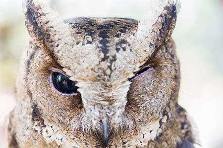 一只猫头鹰的尾巴捕食者野生动物鸟类动物园环境羽毛眼睛图片