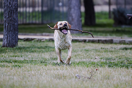 一只棕色拉布拉多犬在草丛中嘴里叼着一根棍子奔跑犬类实验室忠诚哺乳动物鼻子动物小狗巧克力猎犬家畜图片