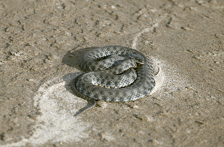 沙沙上的毒蛇图片