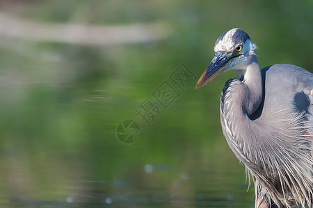 软焦点大蓝海隆捕捉猎物荒野池塘苍鹭鸟类捕食者食物羽毛动物蓝色图片