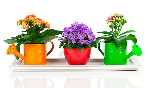 卡兰乔卡兰迪瓦花花 白色的灰原上园艺装饰房间盆栽正位叶子植物群紫色喷壶风格图片