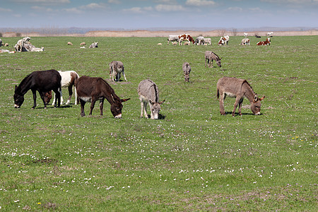 牧中的驴和牛图片