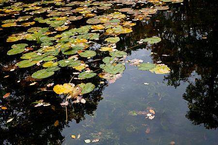 秋水百里木头对角线荷花池塘落叶码头绿色水平飞溅植物群图片
