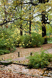 秋叶植物群绿色木头树干落叶橙子衬套黄色棕色图片