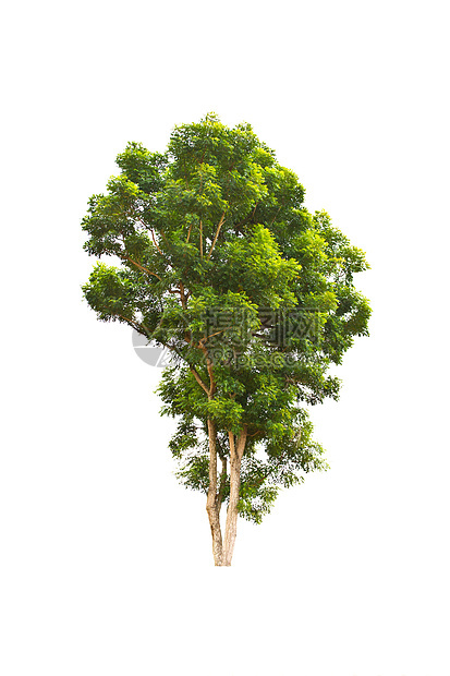 白色上的树隔离植物学场地绿色植物生长木头团体季节环境绿色树干图片