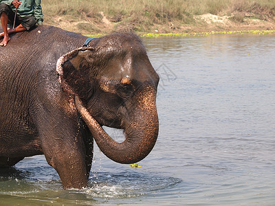 大象水大象浴背景