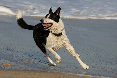 在海滩的狗狗乐趣哺乳动物冲浪白色跑步海洋宠物精力黑色动物图片