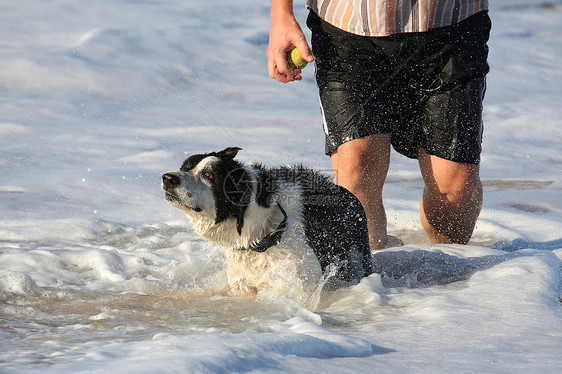 在海滩的狗狗冲浪哺乳动物海洋黄色动物乐趣白色黑色男人跑步图片