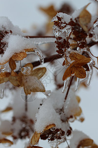 冷冻种子背景图片
