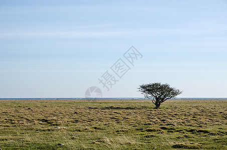 沿海草原上独自一棵树图片