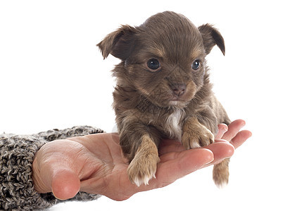 小狗吉娃娃宠物棕色犬类伴侣动物工作室图片