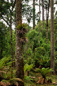 美洲热带森林松树保护林业生态栖息地农村灭火丛林多样性场景图片