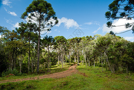 热带森林花园荒野公园日光植物学保护生物松树资源环境图片