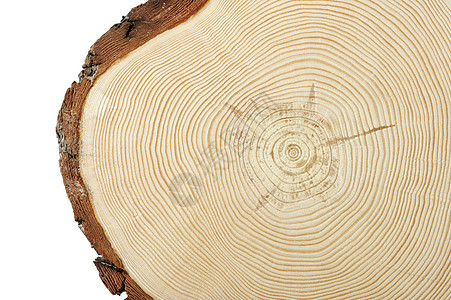 木木横截段木材树干森林横截面木头木工生长材料木材业圆圈图片