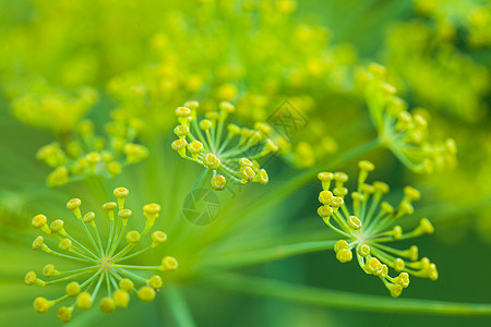 莳萝花味道叶子宏观植物香料药品茴香花园花朵蔬菜图片