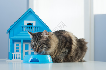 猫和模特屋小猫猫科模型房子猫咪桌子宠物家畜人工样板房图片