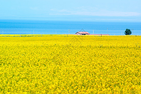 青海湖美景油菜花田环保荒漠化紫色蓝色农业畜牧业旅行草原黄色油菜花图片